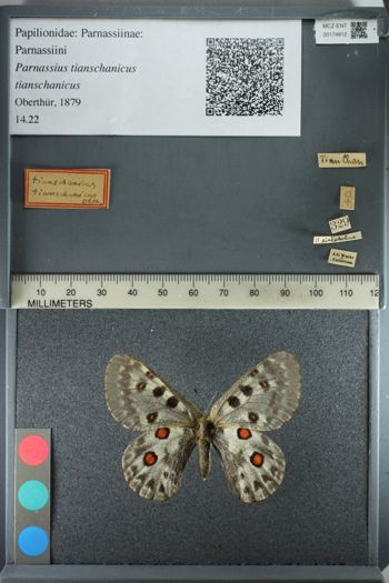 Media type: image;   Entomology 174812